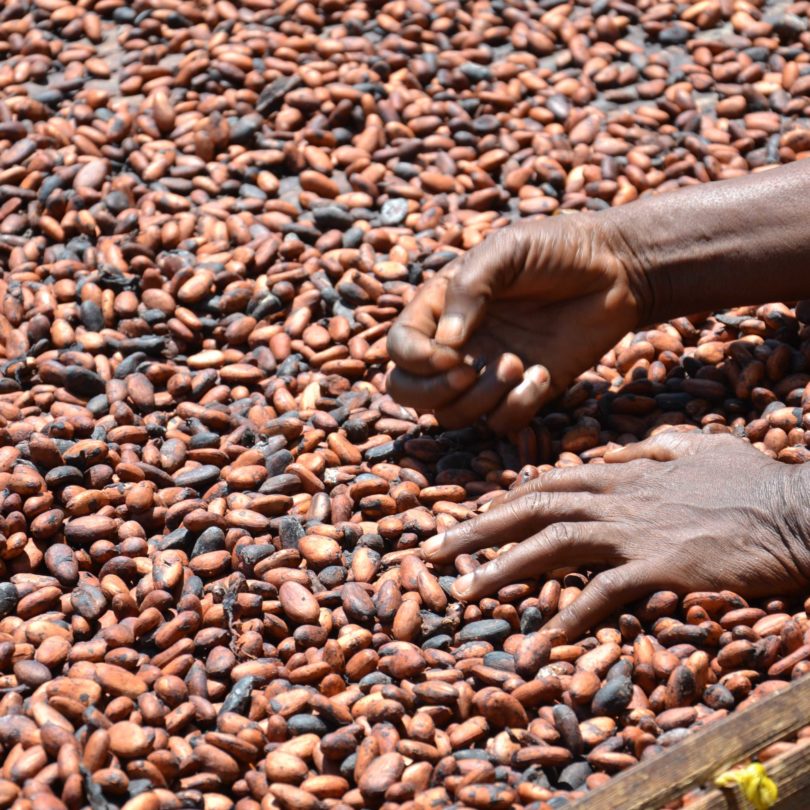 Freiwilliger Lösungsansatz gescheitert: Noch immer massenhafte Kinderarbeit im Kakaoanbau