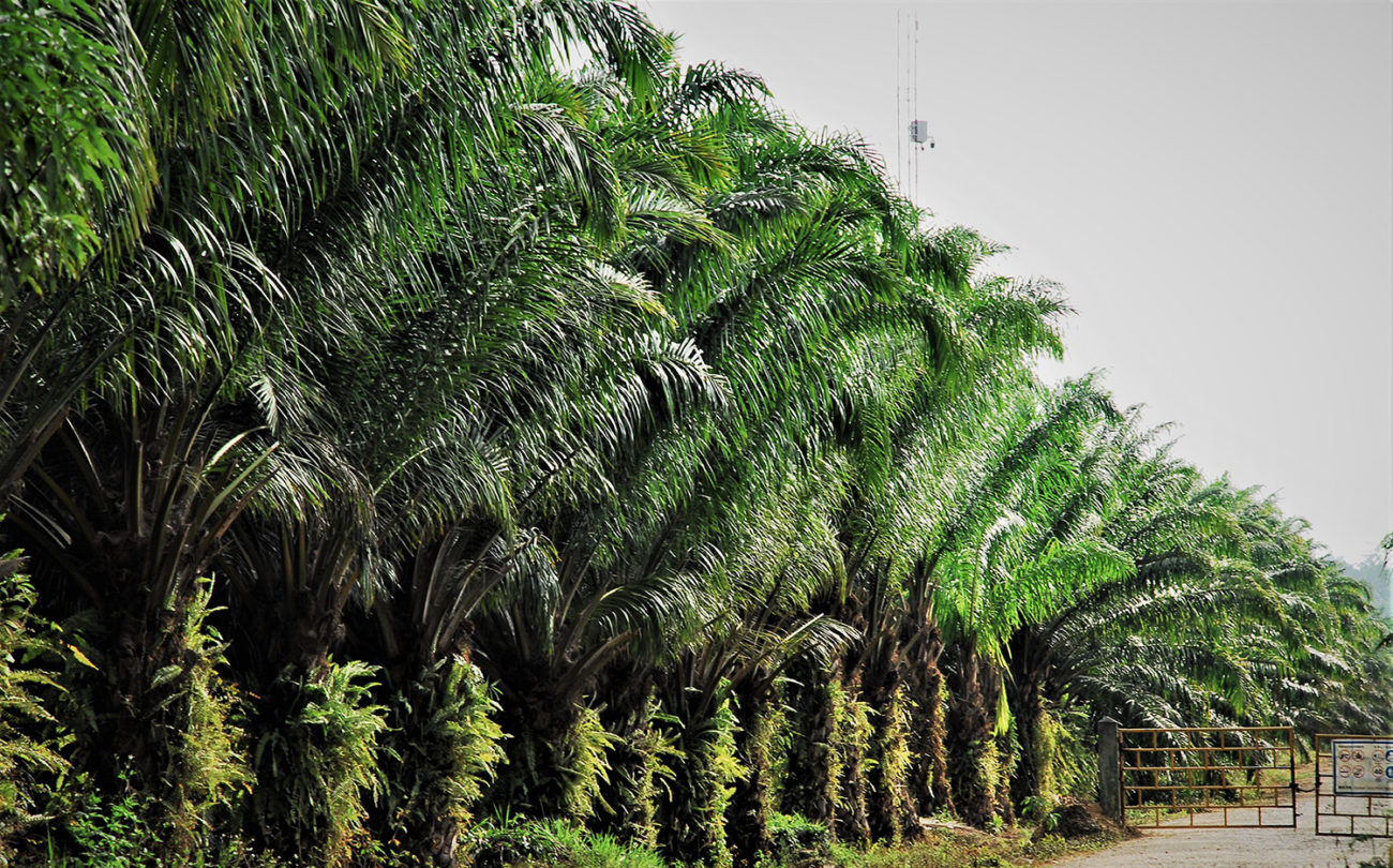 Tausende Hektar Wald für Palmölanbau in Guatemala vernichtet
