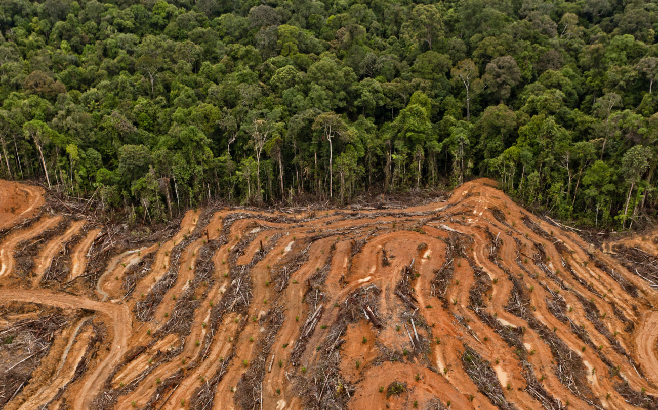 Keine Waldzerstörung, keine Ausbeutung in Lieferketten: Wie die beiden aktuellen EU-Vorhaben zusammenhängen